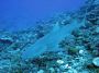 07Moorea - 08